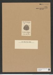 Triceratium ? shadboltianum Grev. (de-Toni-Nr.: Genus 140, Species 3915) Zeichnungen Sammlung Grunow Nr. 7401 (NHMW-BOT-W0376474)